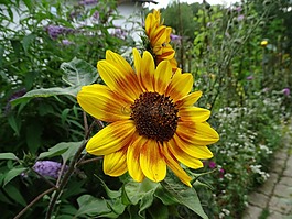 太陽(yáng)花,向日葵,夏季