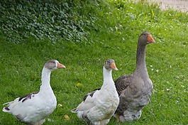 鵝,家禽,鳥