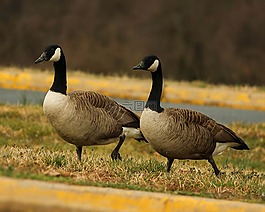 加拿大鹅,鹅,branta 黄花