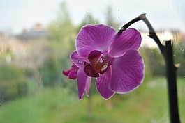 花,雨,春