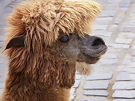 喇嘛,駱駝,動物
