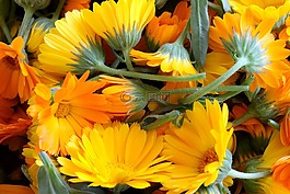 萬壽菊,花卉,黃色花