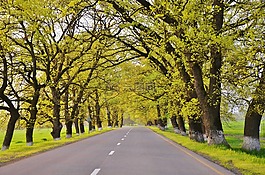路,樹,景觀