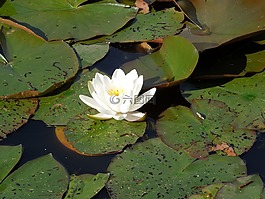 水百合,花,水廠