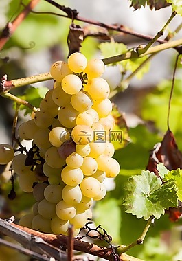 葡萄,酒,黃色