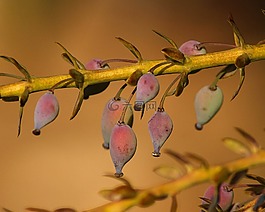 俄勒岡州葡萄霍利,十大功勞 aquifolium,未成熟的漿果