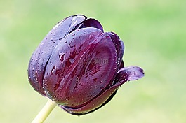 花,郁金香,春天