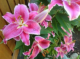 鲜花,百合花,开花