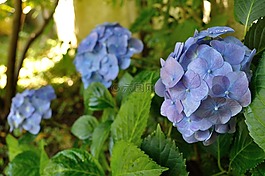 性質(zhì),鮮花,花園