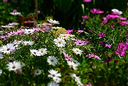 kerstin mais,blütenmeer,蒙格
