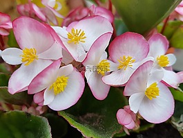鲜花,春,秋海棠