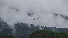 樹,植物,森林