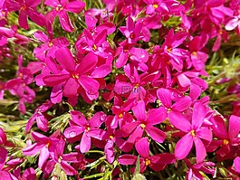 鮮花,春,floksy