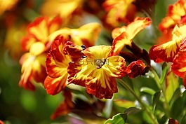 潘茜,花,開花