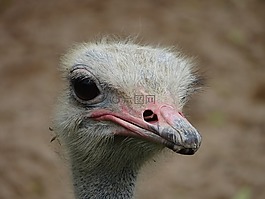 鴕鳥,頭,嘴