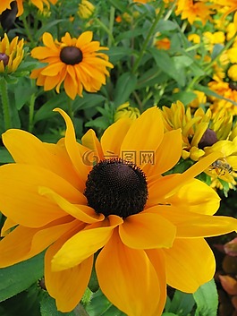 太陽(yáng)帽子,黃花,開(kāi)花