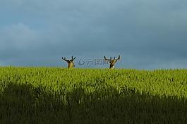 驯鹿,雄鹿,鹿