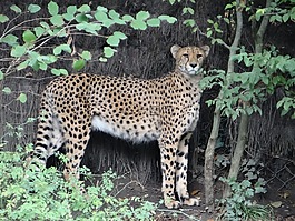 豹,動(dòng)物園,任務(wù)