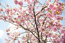 花,開花,花瓣