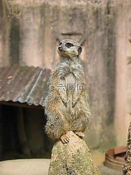 獴,動(dòng)物園,動(dòng)物