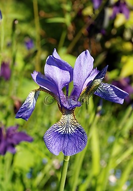 鳶尾花,花,開花