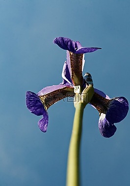 鳶尾花,花,開花