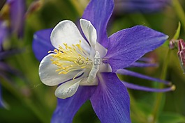 鴿的,花,開花