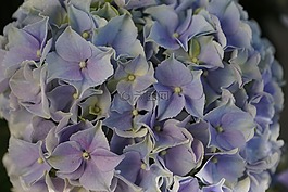 花,紫,八仙花