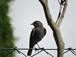 鳥(niǎo),動(dòng)物,羽毛
