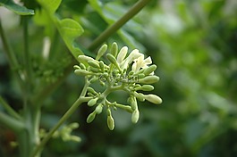 植物區(qū)系,自然,增長