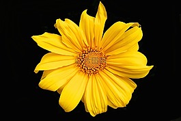 黃色,花,春