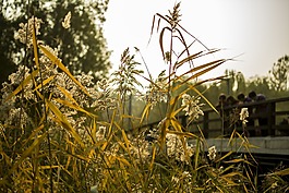 芦苇,公园,秋天