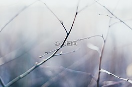 樹,枝杈,模糊