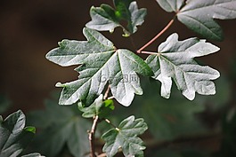 葉子,綠色,關(guān)閉