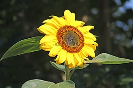 太陽花,性質(zhì),黃色