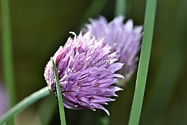 韭菜,開花,性質