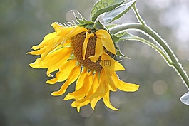 太陽(yáng)花,性質(zhì),廠