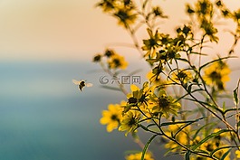 黃色,花,植物