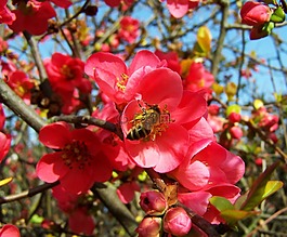 木瓜、 日本,粉紅色的春天的花朵,灌木