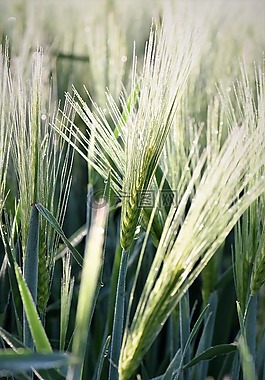 小麦,冬季小麦,草