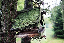展位鳥類,木材,苔蘚
