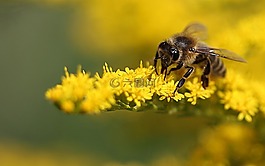蜜蜂,黃色,廠