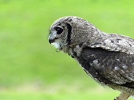 貓頭鷹,鳥,動物