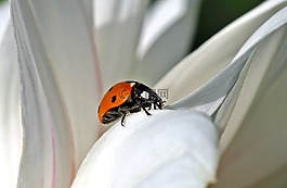 昆蟲,性質(zhì),活