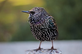 鳥,動物,模糊