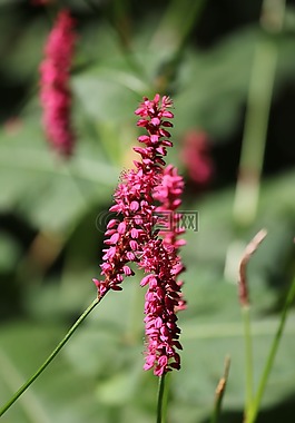 花,粉紅色,夏季