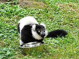 匈牙利,布達佩斯,動物園