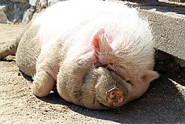 大腹便便的猪,猪,打瞌睡
