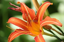 百合,花,橙