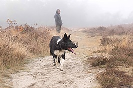 狗,牧羊人,邊境牧羊犬